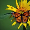 Bilder Von Monarchfalter Insekten Schmetterlinge Tiere für Schmetterlinge Insekten