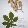Blätter Herbarium, Laubbäume, Nadelbäume, Frei Aus 42 bei Herbarium Beschriftungsvorlage Muster