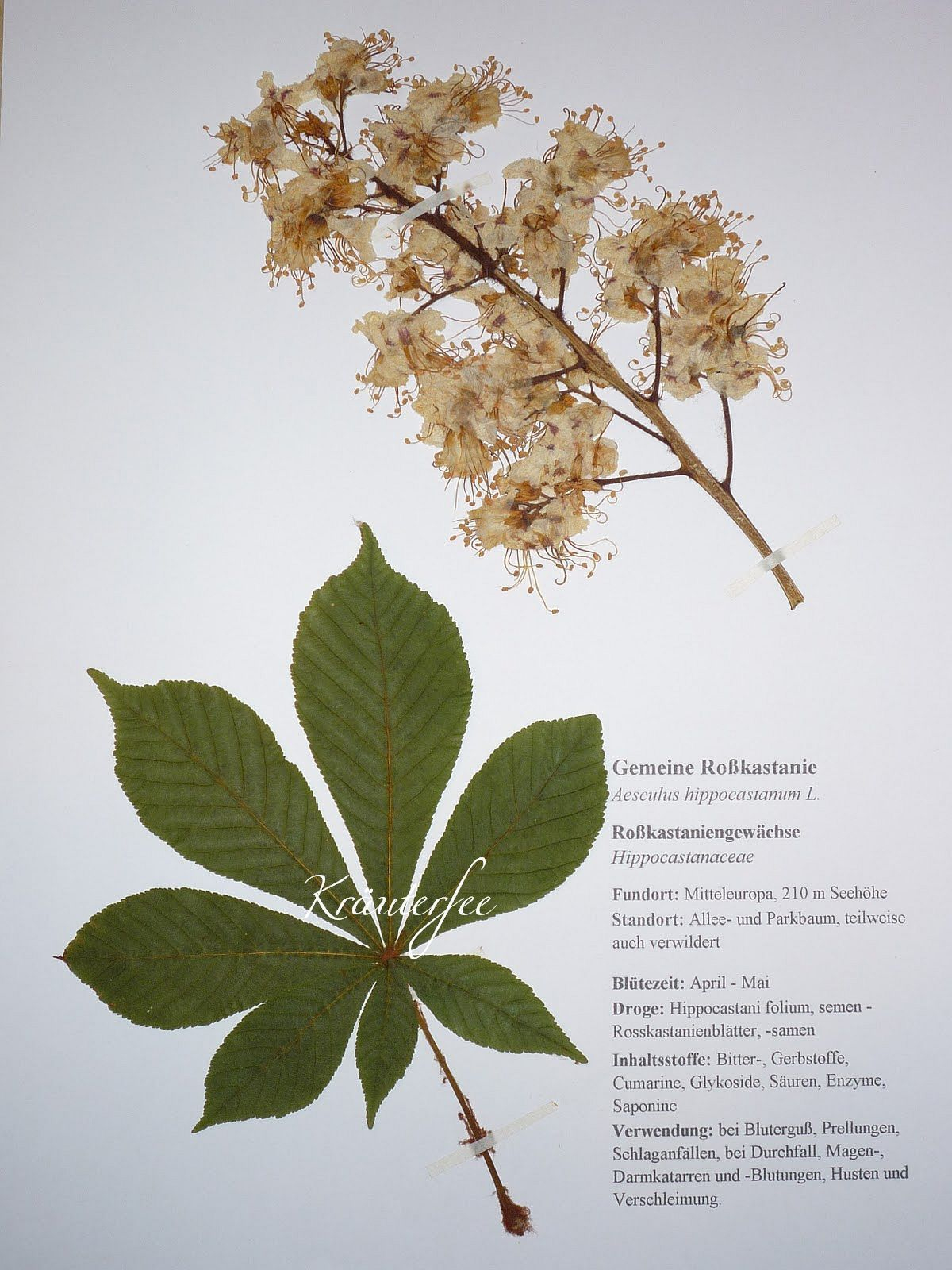 Blätter Herbarium, Laubbäume, Nadelbäume, Frei Aus 42 bei Herbarium Beschriftungsvorlage Muster