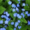 Blaue Blumen - Kostenlose Bilder Download | Titania Foto in Blumenbilder Kostenlos Herunterladen