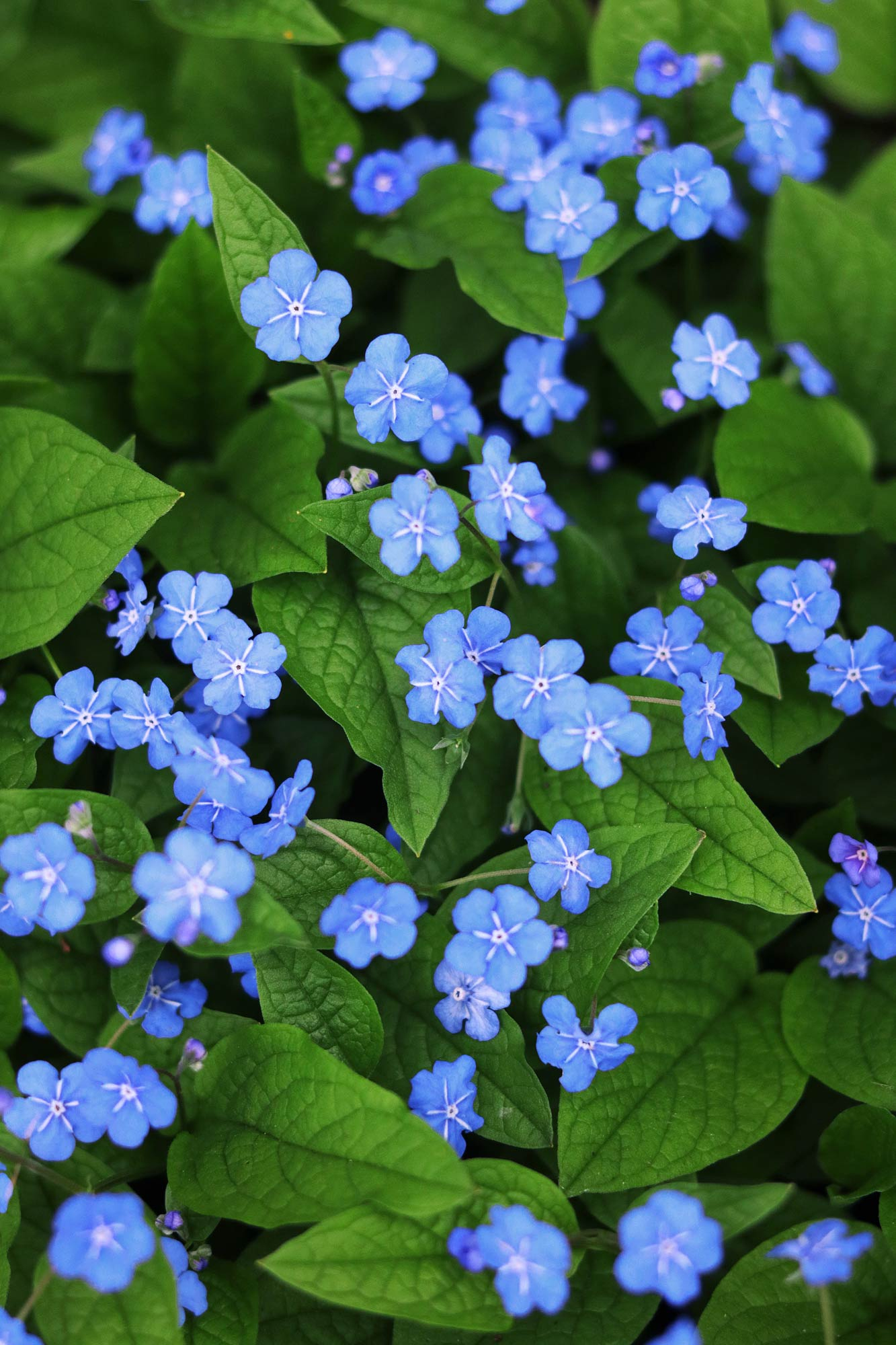 Blaue Blumen - Kostenlose Bilder Download | Titania Foto in Blumenbilder Kostenlos Herunterladen