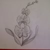 Blume Zeichnen. Orchideen Malen. Zeichnen Lernen Für Anfänger bestimmt für Blumen Zeichnen Lernen
