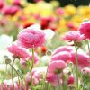 Blumen | Happy Easter, Good Morning Happy Sunday in Lustige Blumenbilder