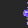 Blumen Hintergrundbilder Gratis Downloaden bestimmt für Bilder Blumen Kostenlos Downloaden