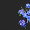 Blumen Hintergrundbilder Kostenlos Downloaden bestimmt für Bilder Blumen Kostenlos Downloaden