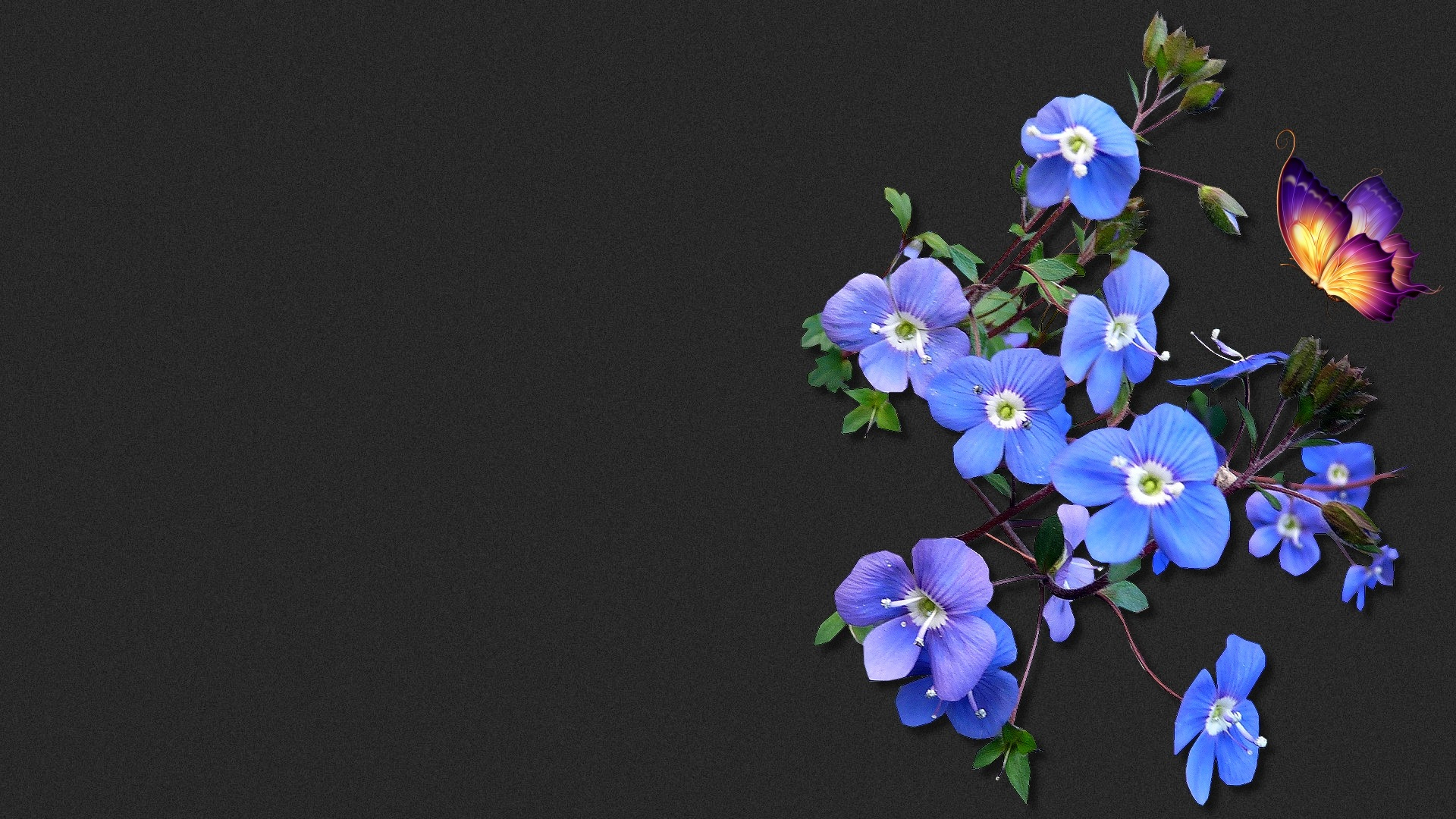 Blumen Hintergrundbilder Kostenlos Downloaden bestimmt für Bilder Blumen Kostenlos Downloaden