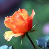 Blumen Liebe Gratis Bild Herunterladen ganzes Kostenlose Rosenbilder