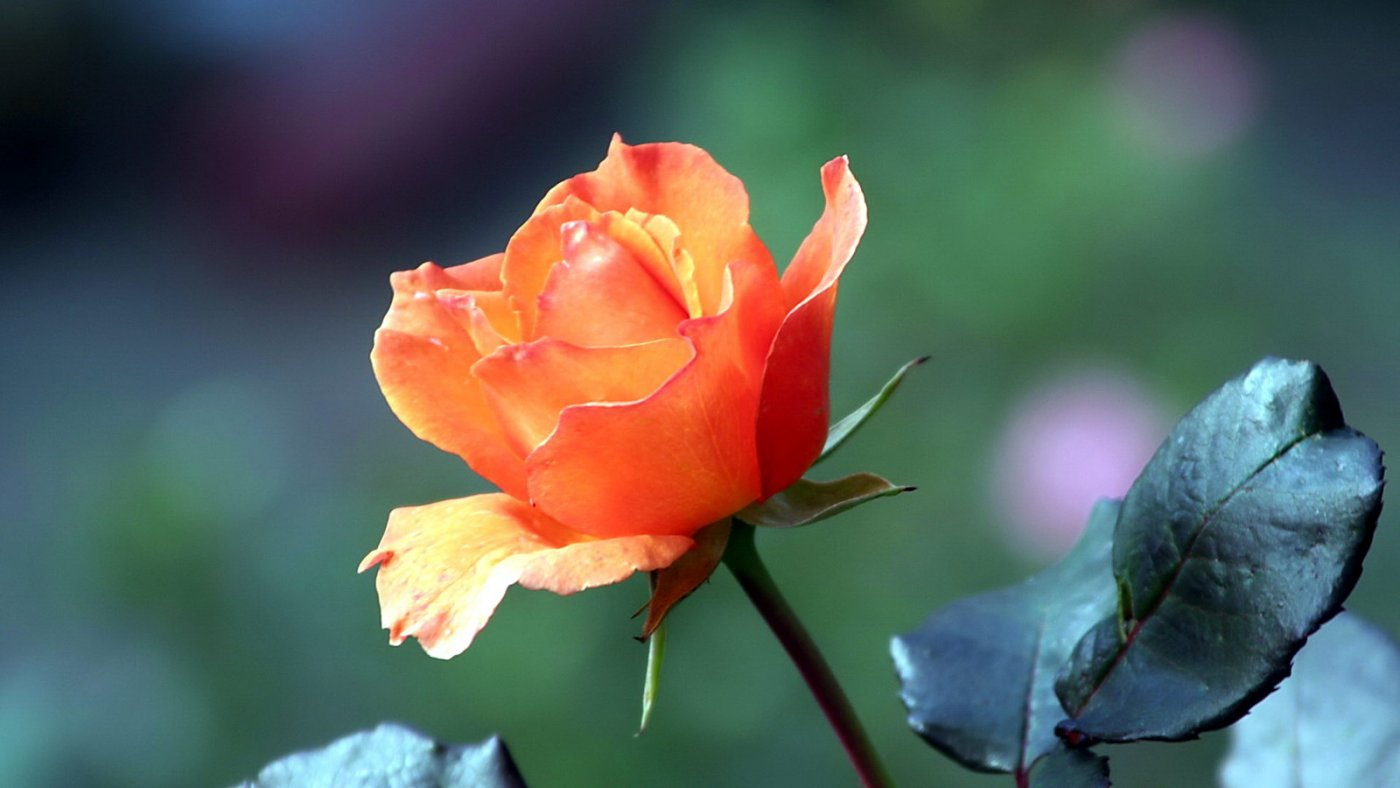 Blumen Liebe Gratis Bild Herunterladen ganzes Kostenlose Rosenbilder