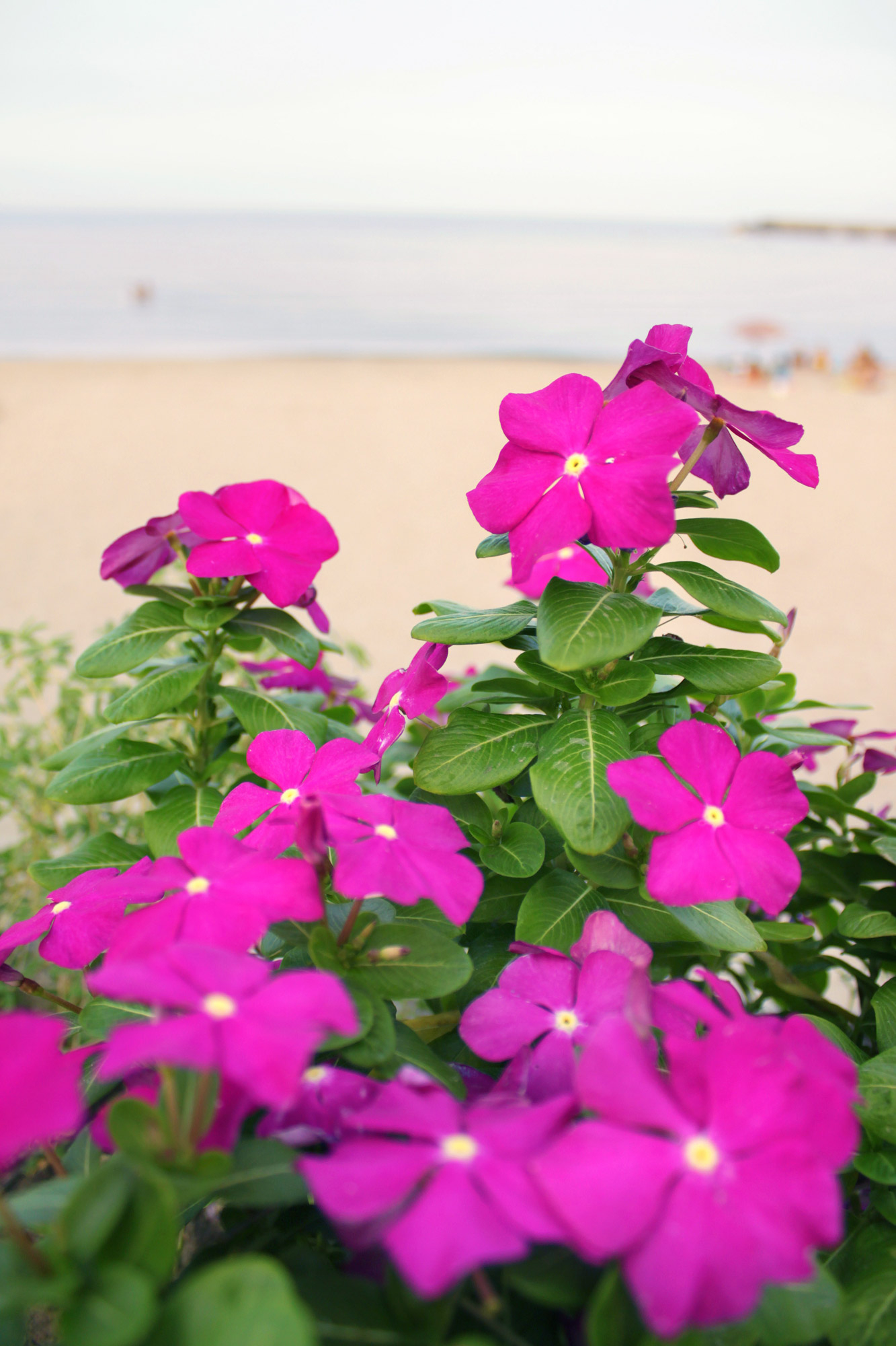 Blumen Strand - Kostenlose Bilder Download | Titania Foto mit Bilder Blumen Kostenlos Downloaden