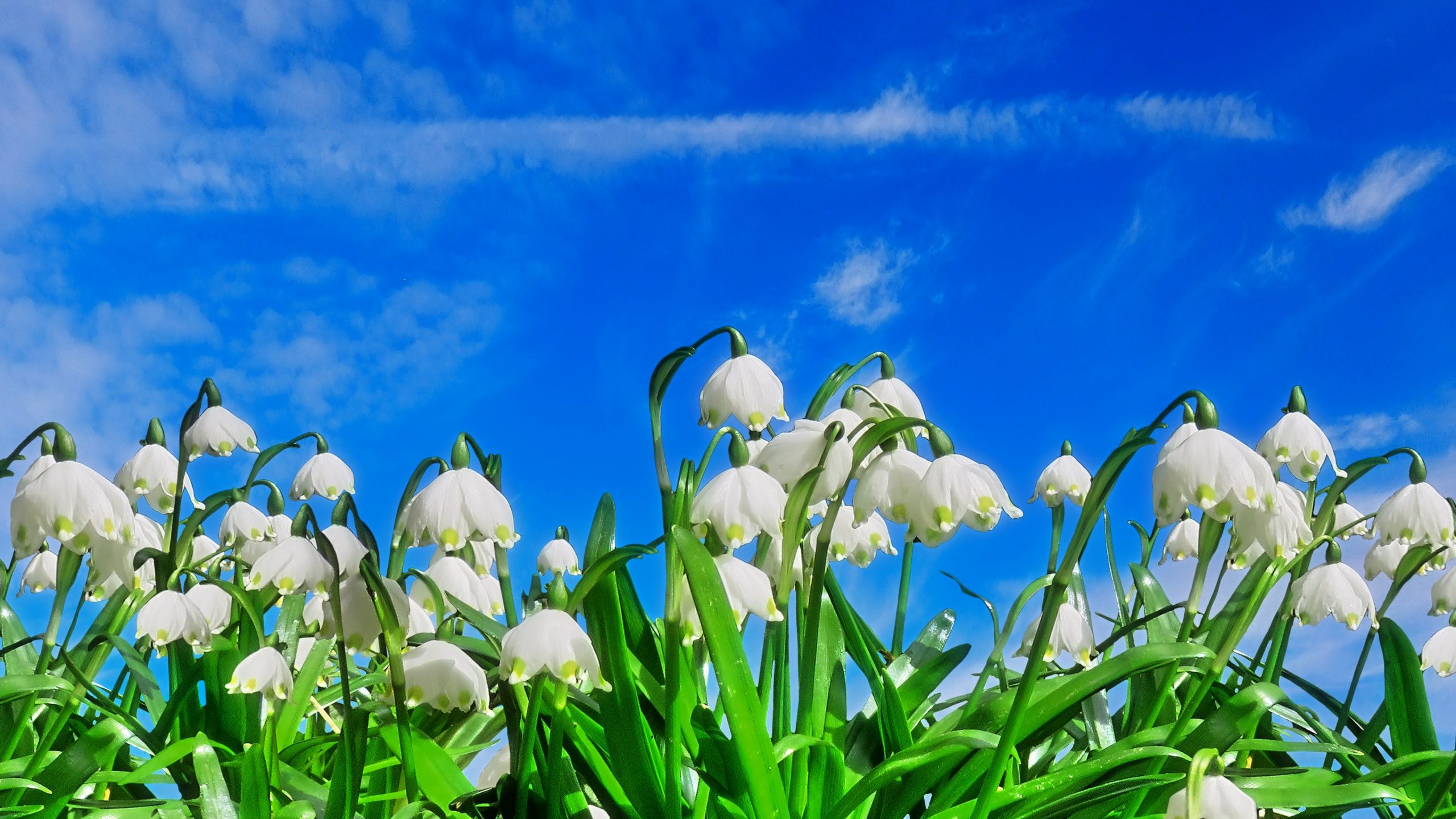 Blumenbilder Frühling Kostenlos in Frühlingsbilder Kostenlos Downloaden