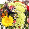 Blumenbilder Kostenlos Herunterladen Best 69 Besten Natur in Blumenbilder Kostenlos