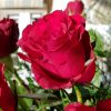 Blumenbilder On Twitter: &quot;rote #rosen. Rosen Gehören Zu Den in Blumenbilder Rosen