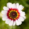 Blumenbilder Und Blumenfotos Kostenlos Downloaden für Blumenbilder Kostenlos