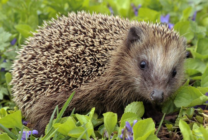 Braunbrustigel – Wikipedia mit Wie Viele Stacheln Hat Ein Igel