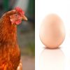 Braune Oder Weiße Eierschale: Dieses Körperteil Eines Huhns Verrät Die  Eierfarbe bestimmt für Warum Gibt Es Weiße Und Braune Eier