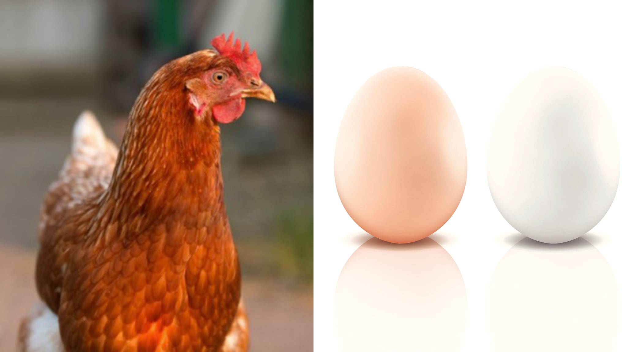 Braune Oder Weiße Eierschale: Dieses Körperteil Eines Huhns Verrät Die  Eierfarbe bestimmt für Warum Gibt Es Weiße Und Braune Eier