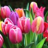 Bunte Tulpen - Kostenlose Bilder Download | Titania Foto für Frühlingsbilder Kostenlos Downloaden