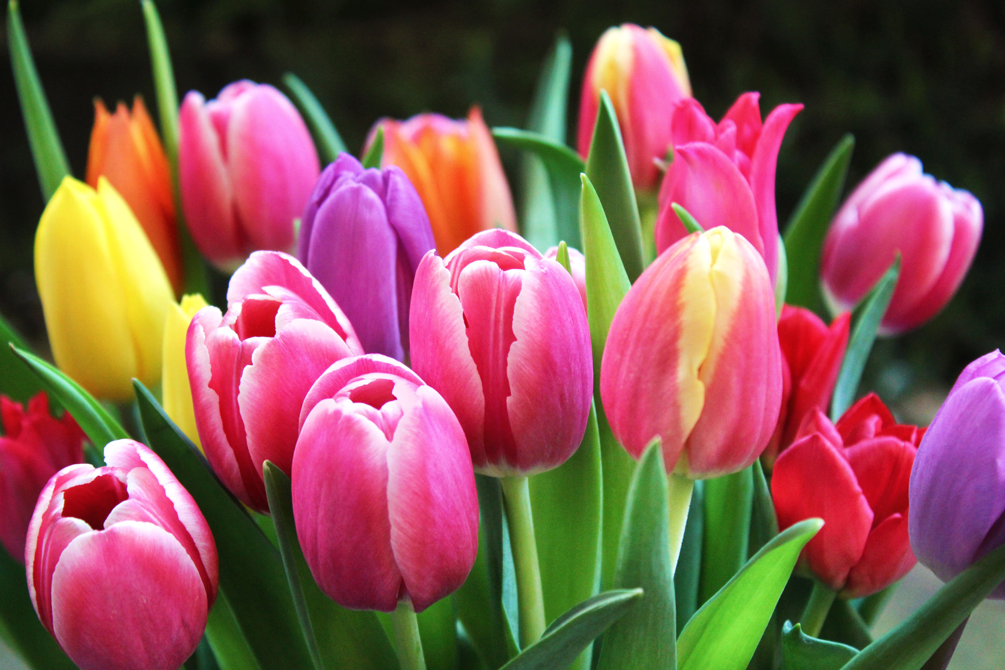Bunte Tulpen - Kostenlose Bilder Download | Titania Foto für Frühlingsbilder Kostenlos Downloaden