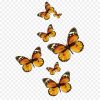 Butterfly-Papua-Neuguinea Flug Vogel - Schmetterlinge Vektor über Schmetterlinge Clipart