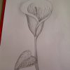 Calla Zeichnen. Blume Zeichnen. Zeichnen Lernen Für Anfänger mit Blume Zeichnung Bleistift