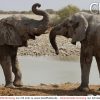 Coolphotos.de - Fotos - Tiere - Elefanten mit Elefanten Bilder Kostenlos