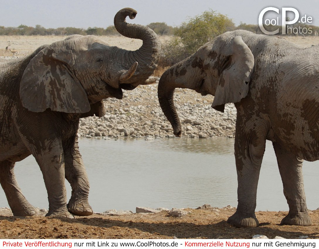 Coolphotos.de - Fotos - Tiere - Elefanten mit Elefanten Bilder Kostenlos