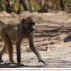 Coolphotos.de - Grußkarten - Affen bei Affe De Kostenlos