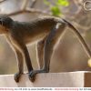 Coolphotos.de - Grußkarten - Affen Und Meerkatzen für Affe De Kostenlos