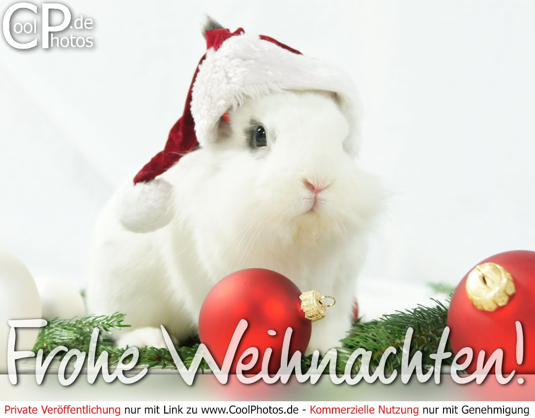Coolphotos.de - Grußkarten - Weihnachtskarten - Frohe für Kostenlose Grußkarten Weihnachten Weihnachtskarten