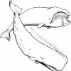 Creative Image Of Great White Shark Coloring Pages (Mit verwandt mit Wal Zum Ausmalen