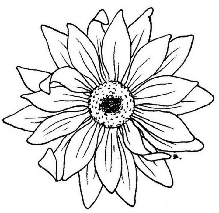 Daisy Flower Silhouette | Blumenbilder Zum Ausdrucken mit Blumenbilder