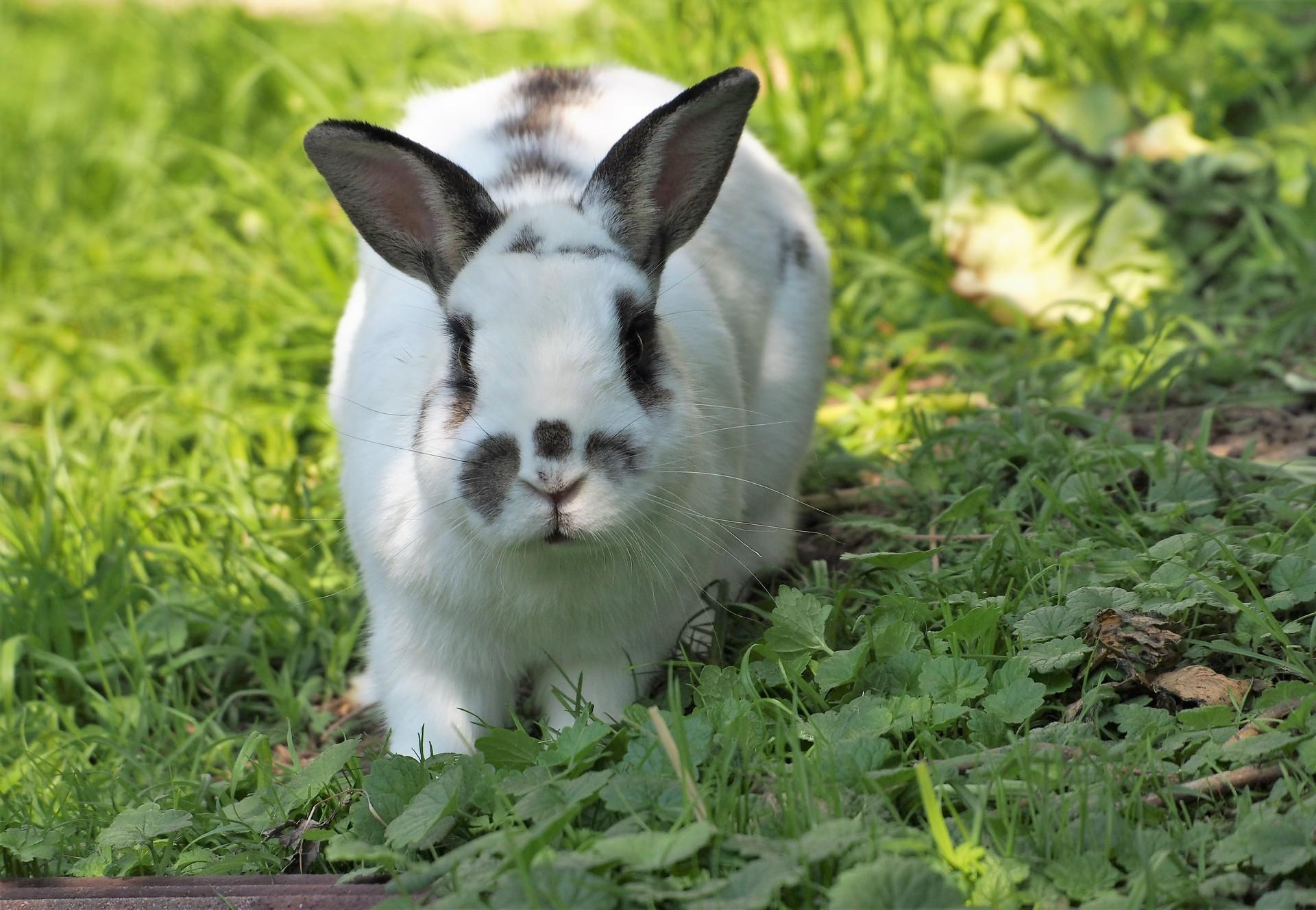 Das Kaninchen Als Heimtier - Ratgeber Heimtiere mit Kaninchen Als Haustier Was Muss Man Beachten