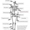 Das Menschliche Skelett - Beschriftet (Lehrmaterial in Skelett Ausdrucken