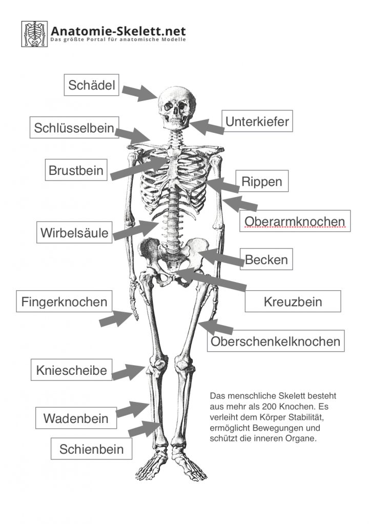 Das Menschliche Skelett - Beschriftet (Lehrmaterial in Skelett Ausdrucken