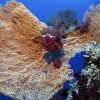 Das Rote Meer: Unterwasserwelt - Rotes Meer - Meer - Natur mit Warum Heißt Das Rote Meer Rotes Meer