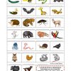 Das Tier-Abc - Deutsch Daf Arbeitsblatter bestimmt für Tiere Mit Anfangsbuchstaben A