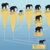 Das Wollhaarmammut | Mammut Museum für Unterschied Afrikanischer Und Indischer Elefant