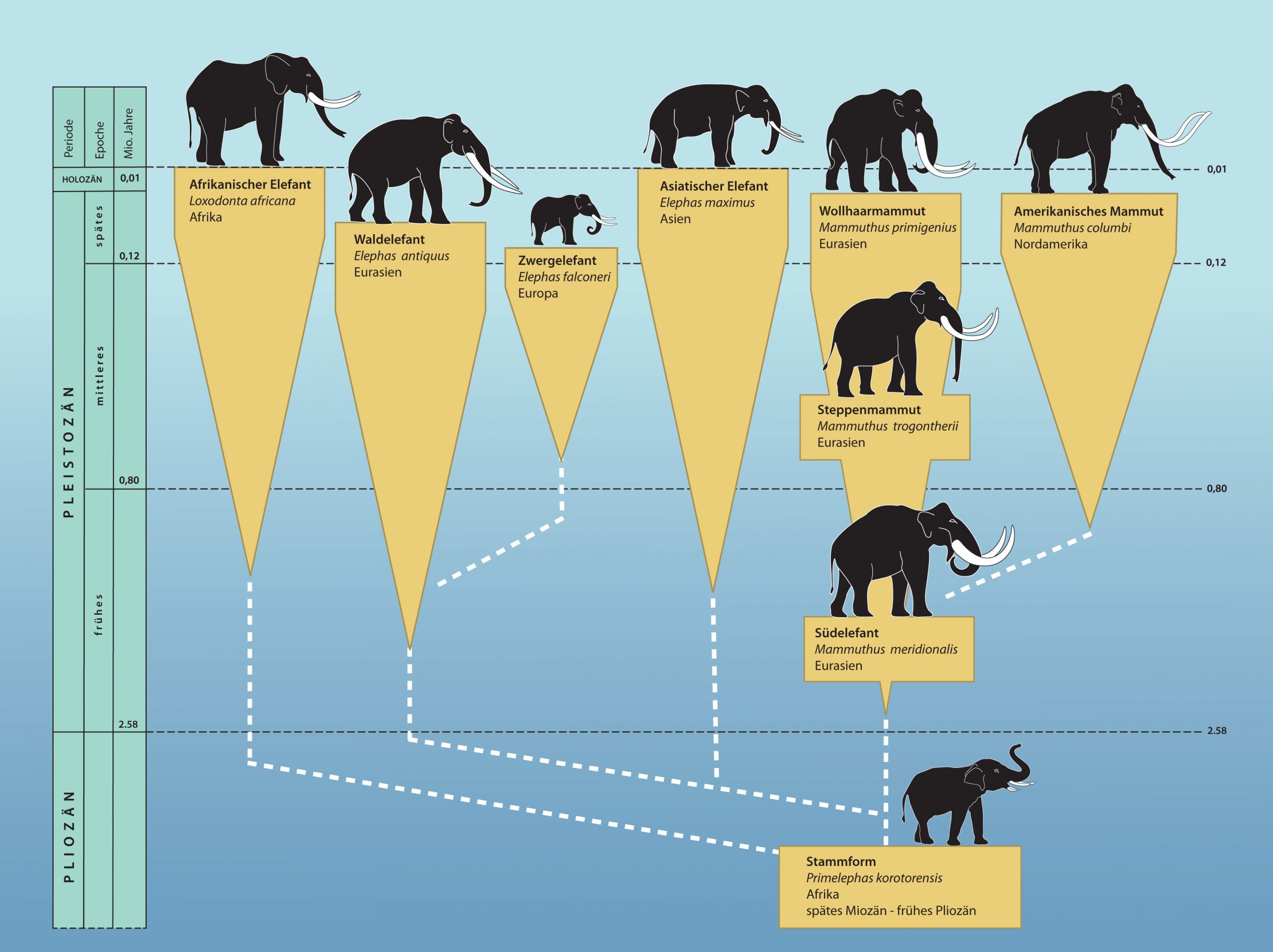 Das Wollhaarmammut | Mammut Museum verwandt mit Unterschied Afrikanische Und Indische Elefanten