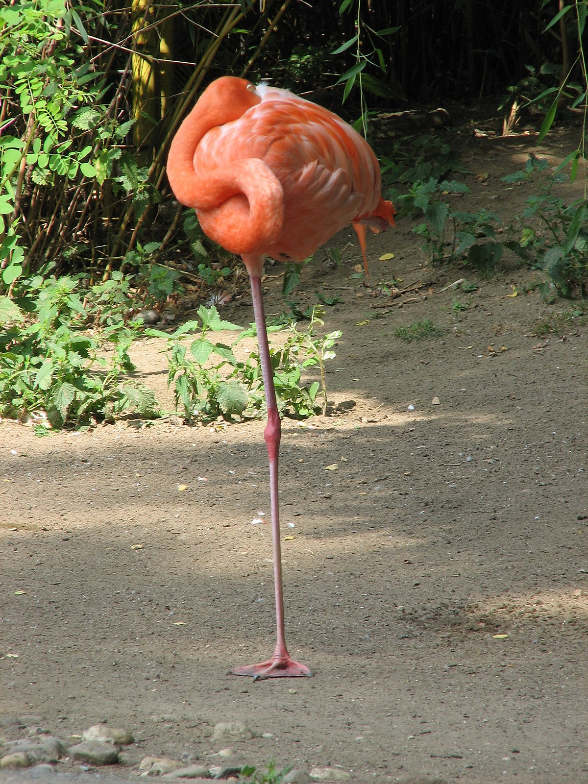 Datei:flamingo Auf Einem Bein – Wikipedia innen Warum Stehen Flamingos Auf Einem Bein