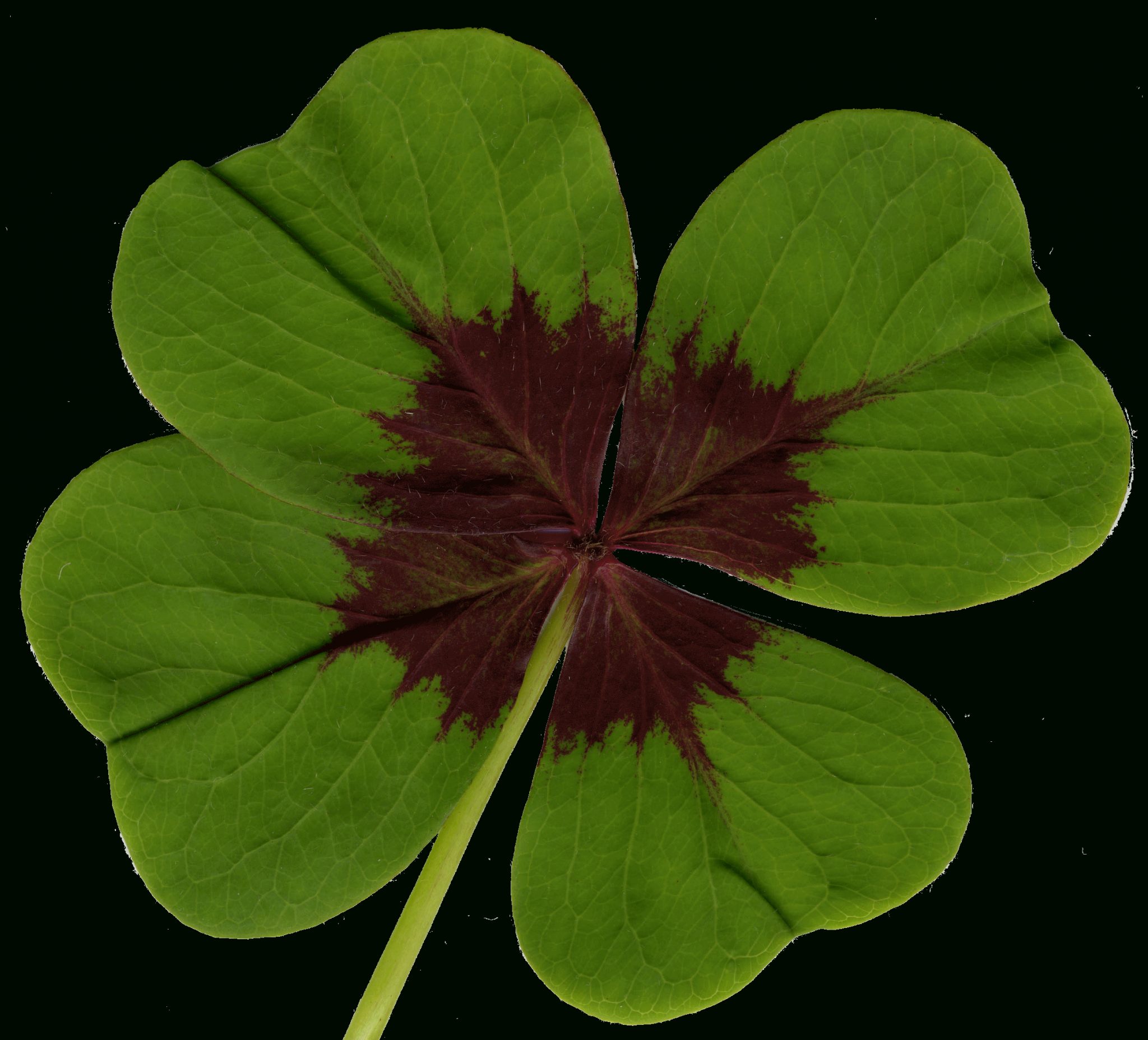 Glücksklee Vorlage - kinderbilder.download | kinderbilder.download