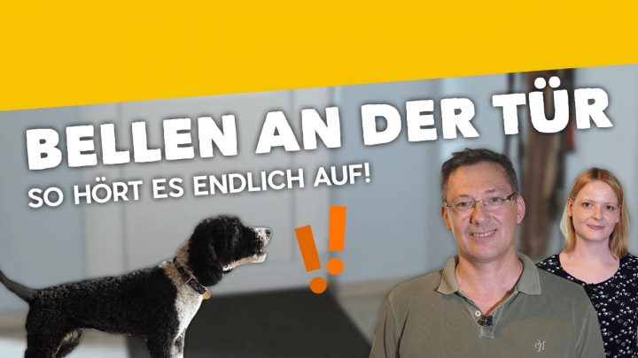 Dein Hund Bellt, Wenn Es Klingelt? ► So Bellen Abgewöhnen [Training #5]  (2019) in Hund Bellen Abgewöhnen Wenn Es Klingelt