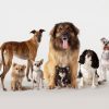 Dein Sternzeichen Verrät Es - Welche Hunderasse Passt Zu Dir über Hunderasse Kreuzworträtsel