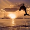 Delfin Sonnenaufgang Handy Logo, Kostenlose Hintergrundbild für Delphine Bilder Kostenlos