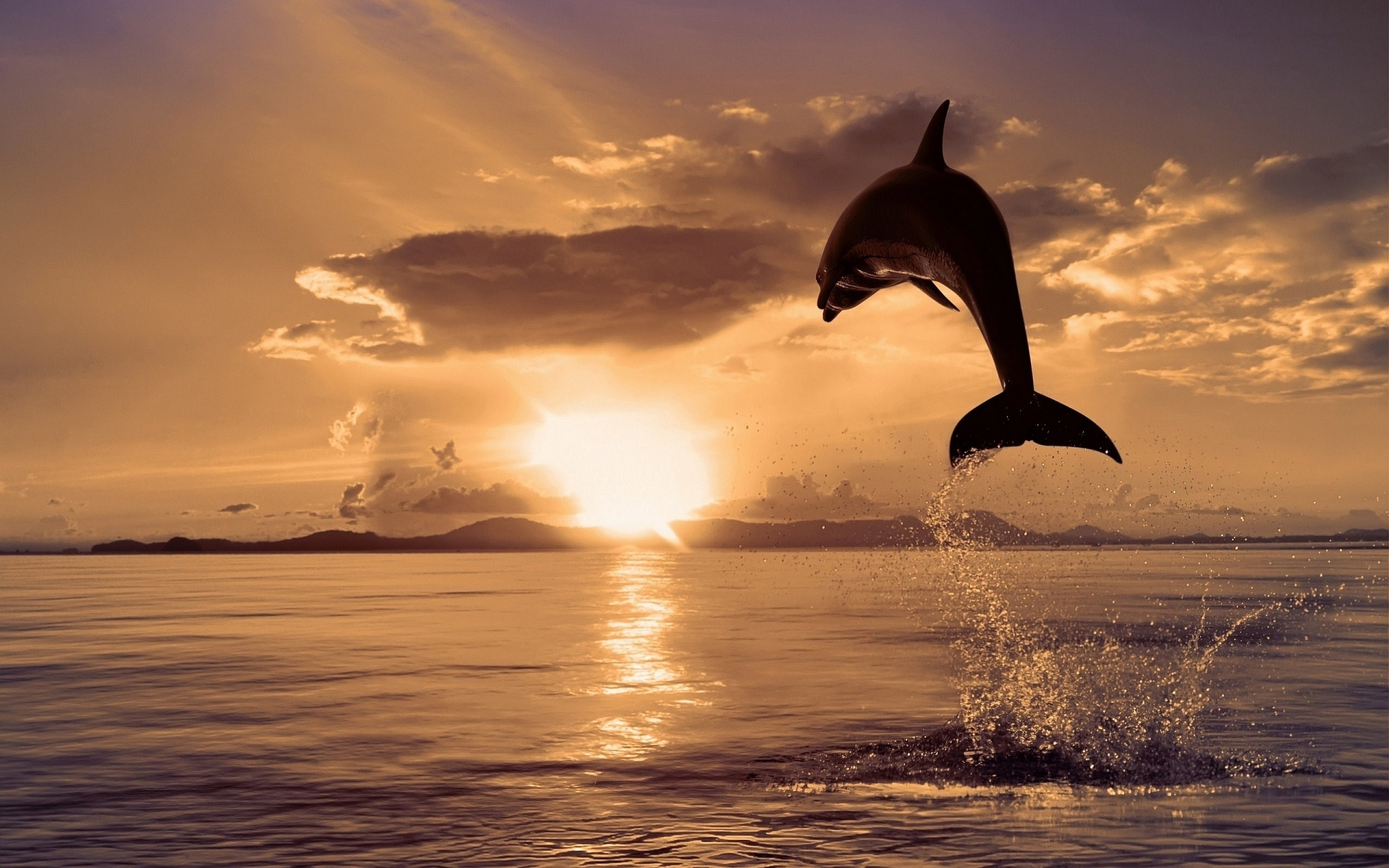 Delfin Sonnenaufgang Handy Logo, Kostenlose Hintergrundbild für Delphine Bilder Kostenlos