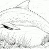 Delfin Von Der Seite Ausmalbild &amp; Malvorlage (Tiere) innen Malvorlage Delfin