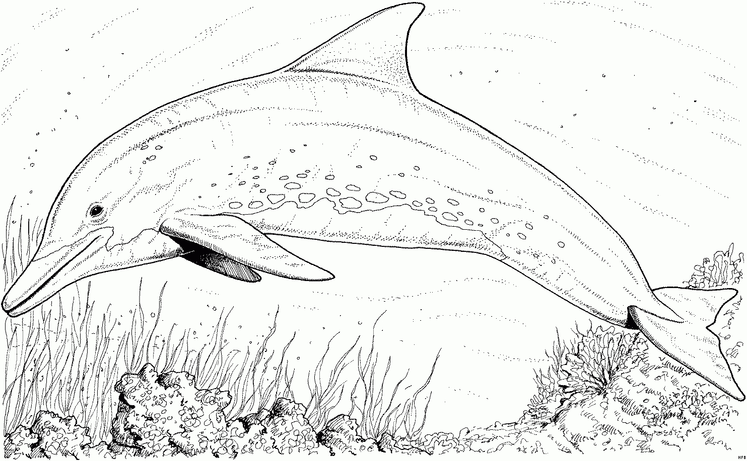 Delfin Von Der Seite Ausmalbild &amp; Malvorlage (Tiere) mit Delfin Ausmalbild
