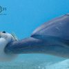 Delfine Im Roten Meer Besser Vor Massentourismus Geschützt ganzes Warum Heißt Das Rote Meer Rotes Meer
