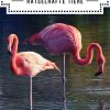 Der Grund, Warum Flamingos Auf Einem Bein Stehen Ist über Warum Stehen Flamingos Auf Einem Bein