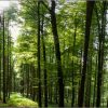 Der Wald in Bilder Vom Wald Zum Ausdrucken