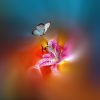 Desktop Hintergrundbilder Schmetterlinge Blumen Tiere verwandt mit Hintergrundbilder Blumen Und Schmetterlinge